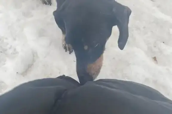 Найдена собака, Москва, фото: Найден собака, улица Викторенко, Москва - такса, черного цвета