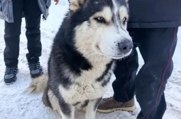 Найдена собака, Тюмень, фото: Найдена собака, улица Мелиораторов, 7А, Тюмень - бегает хаски