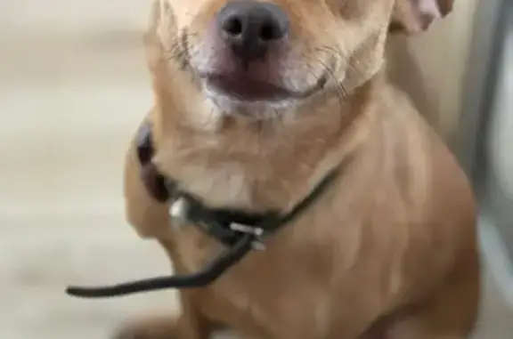 Пропала собака, проспект Победы, 22, Новокуйбышевск - рыжая с большой шишкой на груди - photo