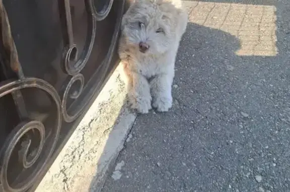 Найденные животные Ейск, фото: Найдена собака, Абрикосовая улица, 20, Ейск - молочного цвета, боится подходить