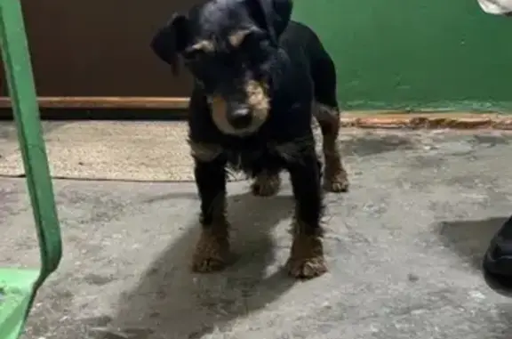 Найдена собака, Пенза, фото: Найден собака мужской, улица Чаадаева, 58, Пенза - ягдтерьер в ошейнике