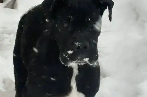 Найдена собака, Силино, фото: Найдена собака, Школьная улица, 1, Силино - сидит три дня на одном месте