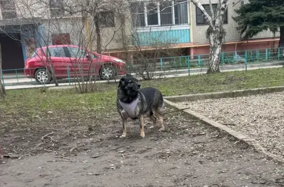Найдена собака, Краснодар, фото: Найдена собака, улица Александра Покрышкина, 18, Краснодар - чёрная в сиреневой шлейке