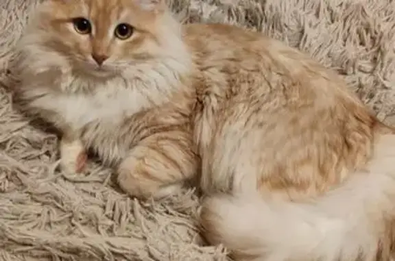 Пропал кот, Советская улица, 26, Йошкар-Ола - photo