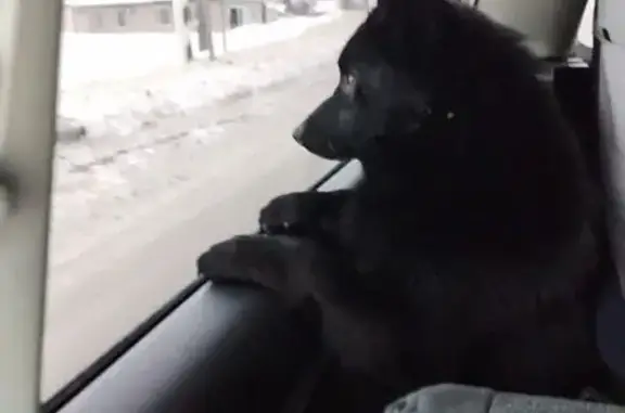 Пропала собака, мужской, улица Головина, 37, Тула - шрам с сединой на носу - photo