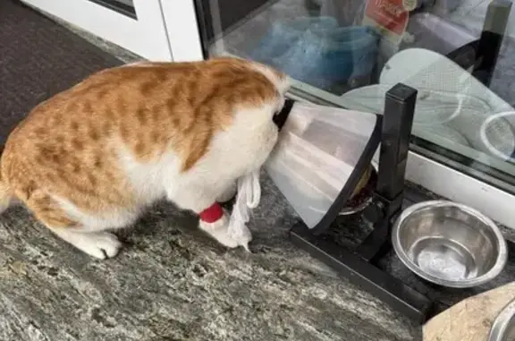 Пропала кошка, улица Малюгиной, 214/16, Ростов-на-Дону - молодой, в воротнике - photo