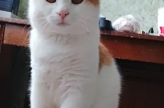 Кошки потеряшки, Камышин, фото: Потеряшка кот, 55, Камышин - шустрый и любит играть