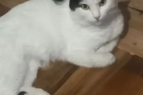 Пропал кот, улица Шевченко, 17Б, Чита - чёрно-белый, зовут Мурзя - photo