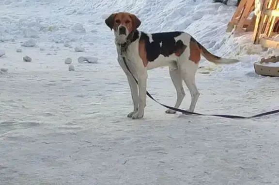 Найдена собака, Юрга, фото: Найден собака, Юрга