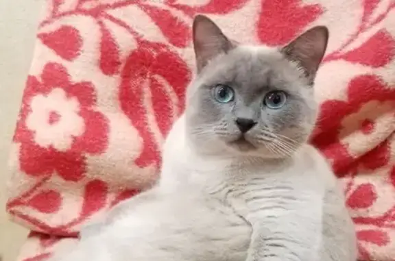 Пропал кот, 5-й Линейный проезд, 215, Таганрог - откликается на кличку Оскар - photo