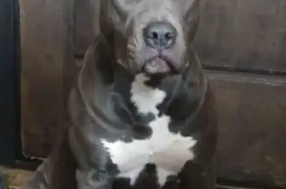 Пропала собака, Базарная улица, Полтавская - девочка породы амстафф - photo