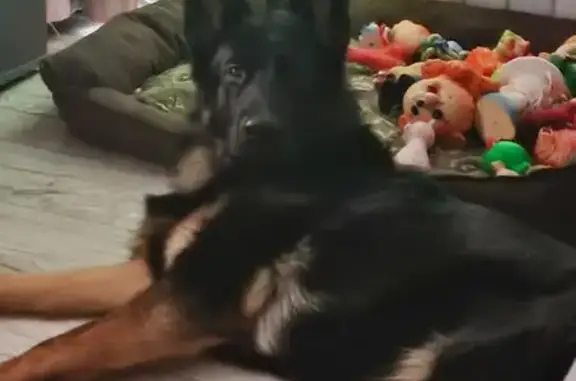 Собаки потеряшки, Новокуйбышевск, фото: Потеряшка собака, проспект Мира, 33, Новокуйбышевск - чёрный с подпалинами