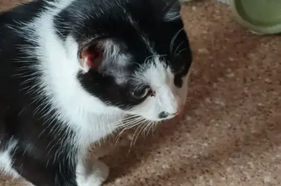 Пропал кот, Изумрудная улица, 20Б, Улан-Удэ - чёрно-белый, пятнышко около носа - photo