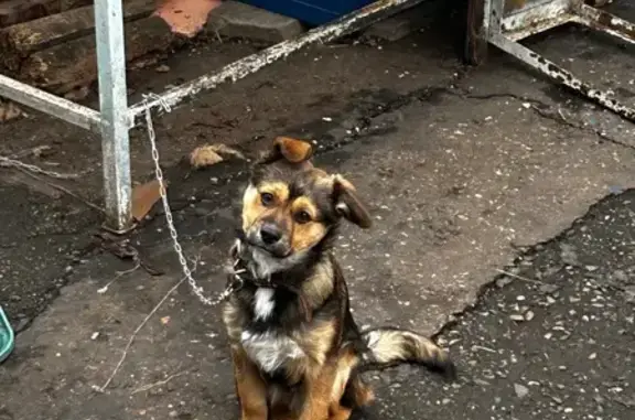 Пропал собака, улица Шовгенова, 92, Майкоп - разноцветный окрас - photo