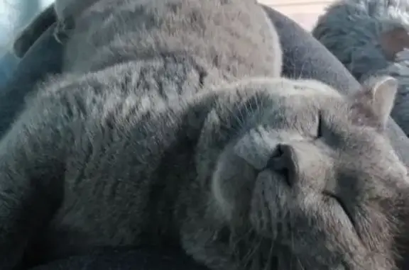 Пропал кот, городской округ Нягань, Ханты-Мансийский автономный округ — Югра - серый дымчатый, на ухе царапина - photo