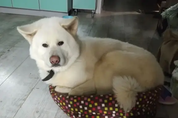 Пропал собака, Молодёжная улица, 30, Лихун, Калуга - порода Акита Ину - photo