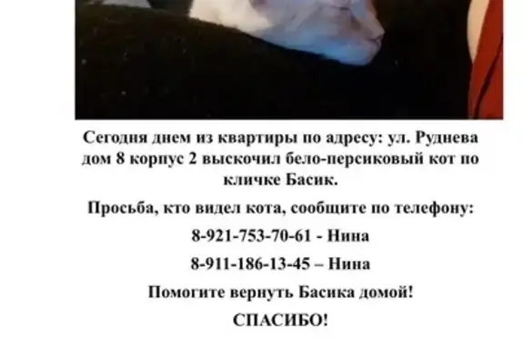 Пропал кот, улица Руднева, 8 к2, Санкт-Петербург - рыжий и пугливый - photo