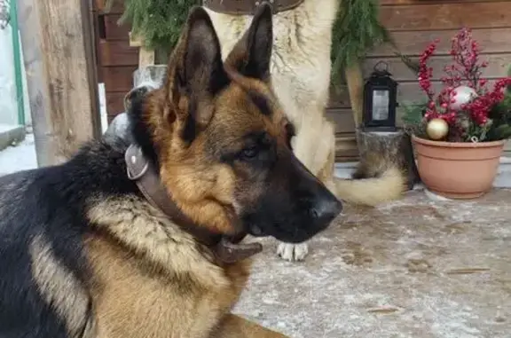 Пропала собака, улица Попова, 41, Сергиев Посад - тёмная морда, мутные глаза - photo