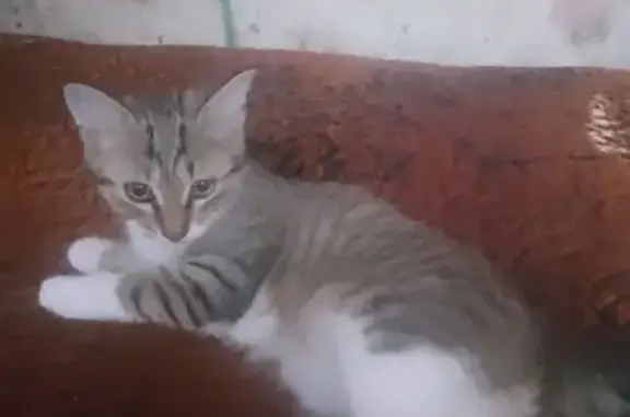 Пропал кот, Прессовая улица, 24, Уфа - короткий хвост с заломом - photo