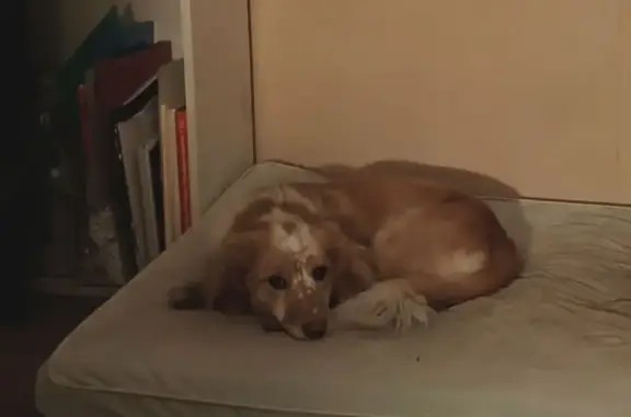 Пропала собака, 4-я Железнодорожная улица, 46Б, Иркутск - бело-рыжий окрас, без ошейника - photo