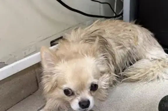 Найдена собака, Волжский, фото: Найдена собака, улица Карбышева, 44, Волжский