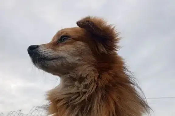 Пропала собака, Солнечная улица, Преображенка - photo