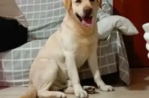 Найдена собака, Солнцево, фото: Найден собака, Р-120, Солнцево - возле трассы Орёл-Нарышкино