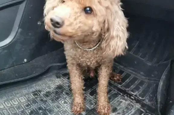 Найдена собака, Москва, фото: Найден собака, Востряковский проезд, Москва