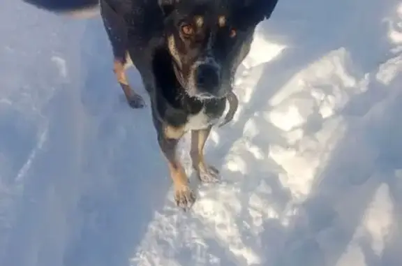 Найденные животные Уфа, фото: Найден собака, улица Энтузиастов, 17, Уфа - кобель с ошейником