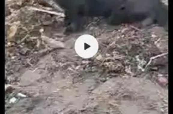 Пропала собака Мальчик, Балашов (rl1150678) - photo