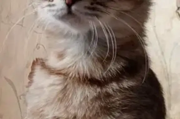 Пропала кошка, улица Победы, 16, 1-го отделения совхоза 