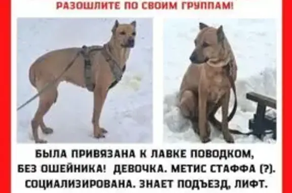 Найдена собака, Москва, фото: Найдена собака, Троекуровский проезд, Москва - метис стаффа