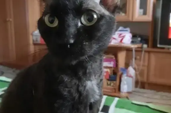 Пропал кот, Октябрьская улица, Зеленокумск - велюровый сфинкс - photo