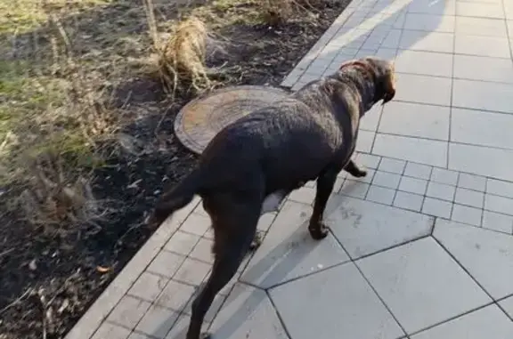 Найдена собака, Калининград, фото: Найдена собака, проспект Победы, Калининград - коричневая лабрадор ретривер