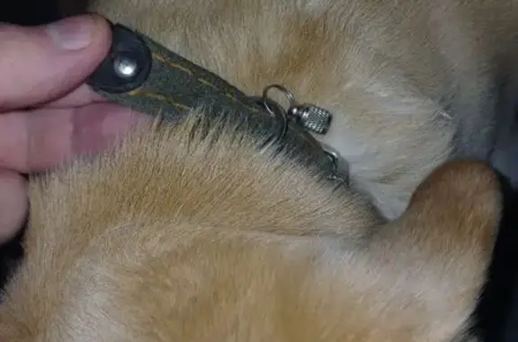 Пес спокойный,контактный,но как будто напуган.Натыкались уже на объявления о поиске этого пса,видимо,снова убежал.Себе забрать не можем,есть кот и собака,которая посторонних животных не принимает на своей территории.Сейчас находится в подъезде нашего дома.Сколько пробудет тут-сказать не можем.Звоните,сориентируем