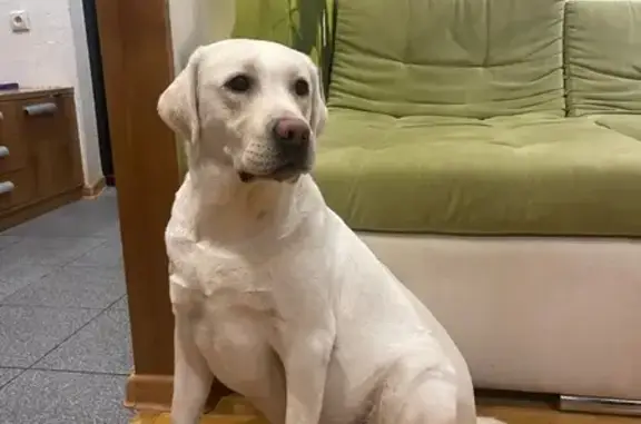 Найденные животные Красноярск, фото: Найдена собака, Академгородок, Красноярск - белая девочка лабрадор
