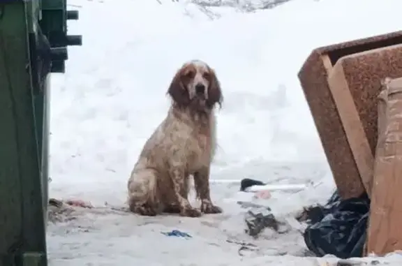 Найдена собака, Тверь, фото: Найдена собака, Ржевская улица, 5 к3, городской округ Тверь - светлый окрас с тёмными пятнами