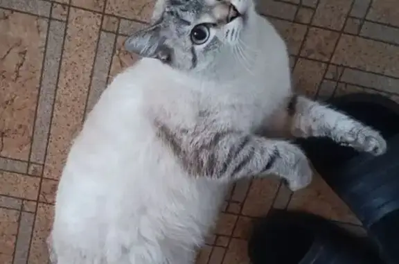 Пропала кошка, Карагандинская улица, 50, Новокузнецк - ласковая и добрая - photo