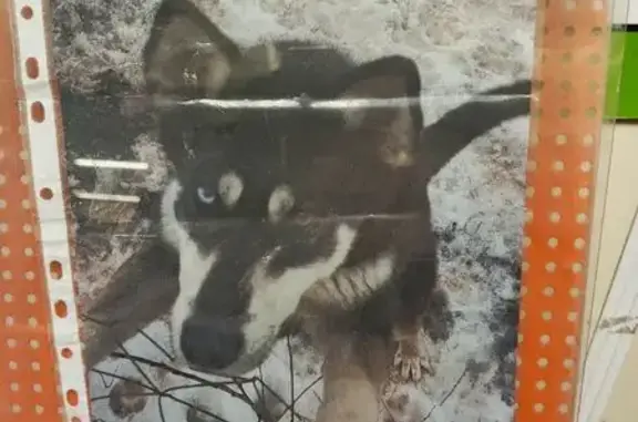 Найдена собака, Красное, фото: Найдена собака с разноцветными глазами, Советская улица, 5А, Красное