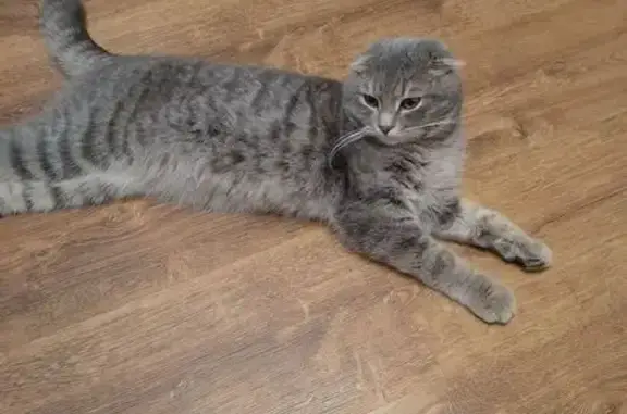 Объявления о пропавших и найденных животных, Михайловск, фото: Найдена кошка, улица Гагарина, 79, Михайловск