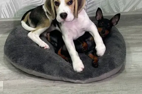 Собаки потеряшки, Лодейное Поле, фото: Потеряшка собака, улица Зои Космодемьянской, 14, Лодейное Поле - бигль, триколор