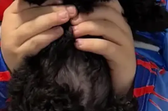 Пропал собака, Алычёвая улица, 47, Супсех - окрас чёрный - photo