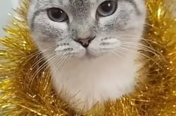 Пропала кошка, Оренбургская улица, 84, Оренбург - белая с серым хвостом - photo