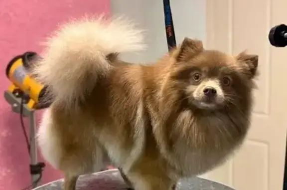 Пропала собака, Ангарская улица, 28, Пенза - окрас лиловый, хвостик и попа белые - photo