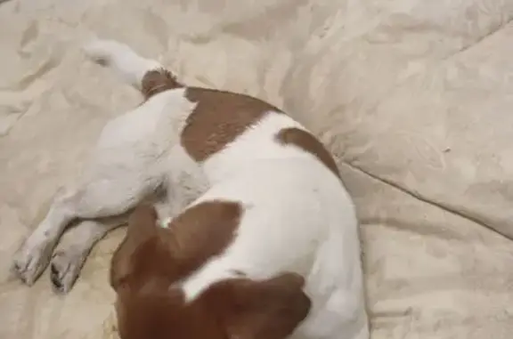 Найденные животные Людиново, фото: Найдена собака, Людиново, Калужская область - Джекс Рассел терьер, мальчик