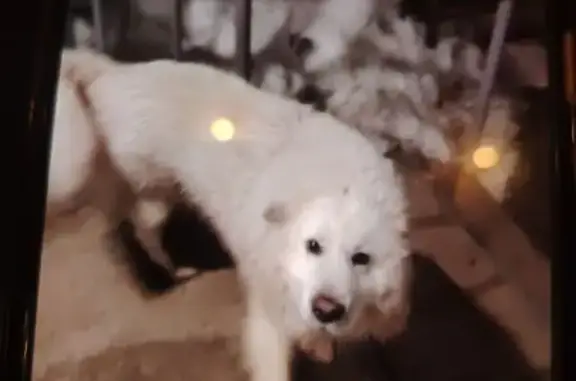 Найденные животные Липецк, фото: Найдена собака, улица Урицкого, городской округ Липецк - белая, пушистая