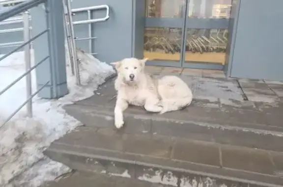 Найдена собака, Большая Еловая, фото: Найден собака, Большая Еловая улица, 30, Большая Еловая - разные глаза