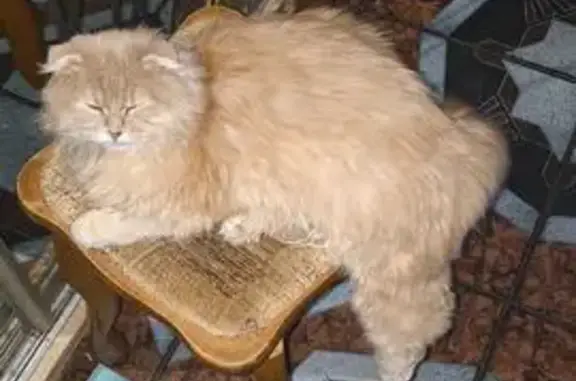 Пропал кот, 1-й Волжский проезд, 26/38, Тверь - вислоухий, пушистый - photo