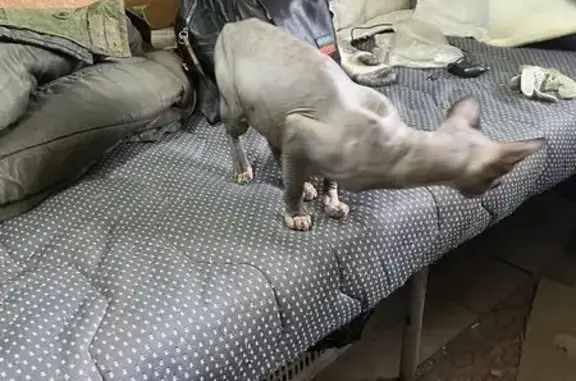 Найдена кошка, Богословка, фото: Найден кот, Светлая улица, Богословка - сфинкс, живёт в бытовке