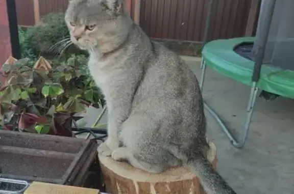 Пропала кошка, улица Закруткина, 19, Горячий Ключ - плоская мордочка, шерсть серо-бронзовая - photo